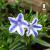 Lithodora diffusa Blue Star.jpg